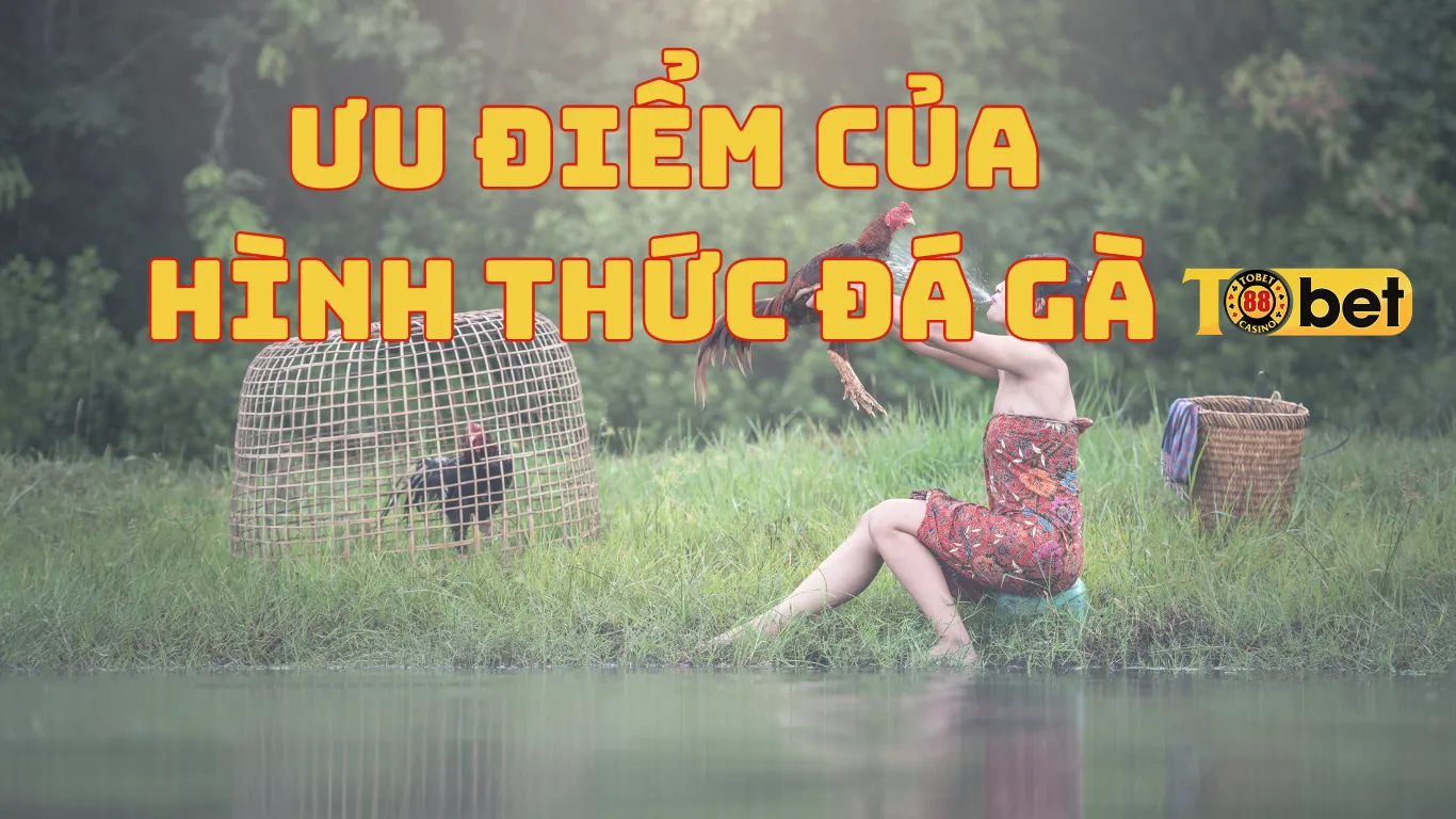 Ưu điểm của hình thức đá gà Tobet88